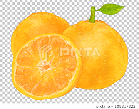 Realistic summer mandarin oranges with leaves, 3 pieces of sweet summer 109817822