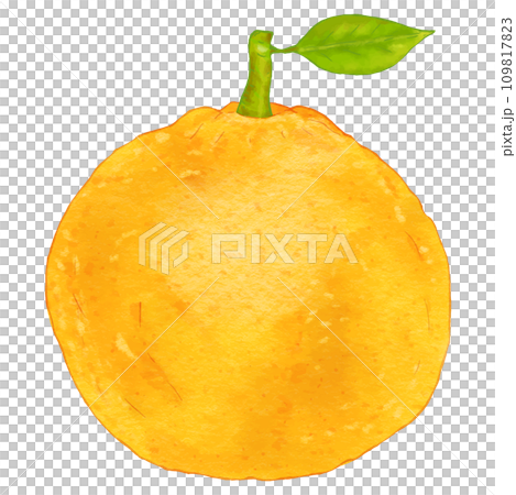 Summer mandarin oranges with realistic leaves/Amanatsu 109817823