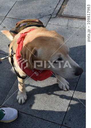 盲導犬 109817963