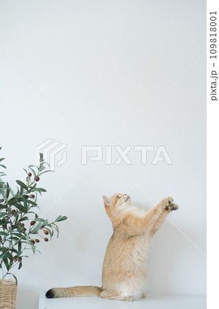 gold british cat kitten stand and play with feeling fun in living room 109818001