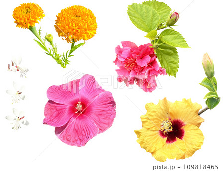 切り抜き素材セットー夏の鮮やかな花2 切り抜き素材セットー夏の鮮やかな花2 109818465