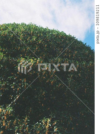 フィルムカメラで撮った金木犀 フィルムカメラで撮った金木犀 109819211