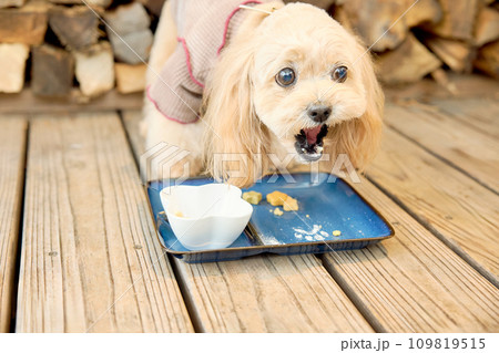 ドッグカフェで食事をするトイプードル 109819515