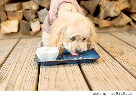 ドッグカフェで食事をするトイプードル ドッグカフェで食事をするトイプードル 109819516
