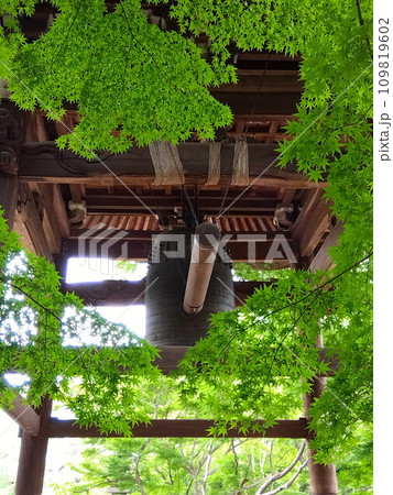 初夏の青モミジと寺の鐘撞き堂風景 初夏の青モミジと寺の鐘撞き堂風景 109819602