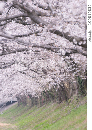 桜並木 桜並木 109819839