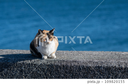 堤防でくつろぐ三毛猫 109820155