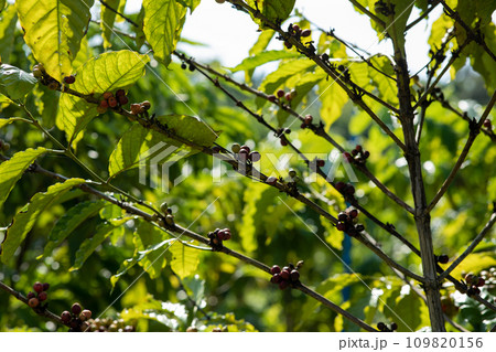 Coffee beans grow on tree 109820156