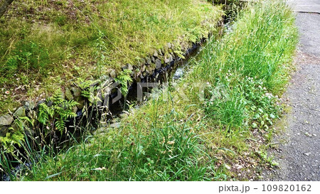 横浜国際プール近くの小川の風景 109820162