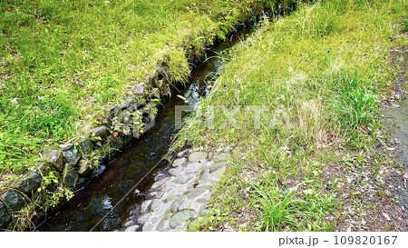 横浜国際プール近くの小川の風景 109820167