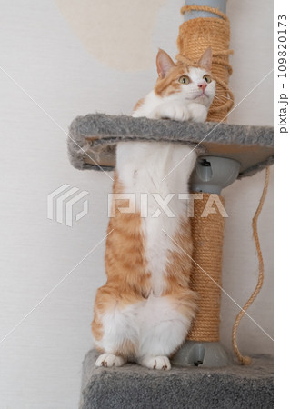 キャットタワーでポーズをとる猫 茶トラ白 キャットタワーでポーズをとる猫 茶トラ白 109820173
