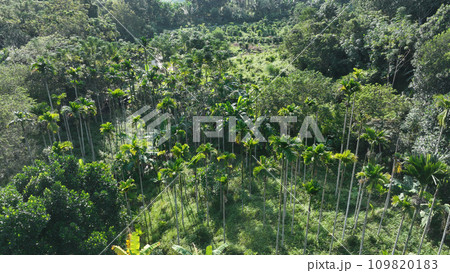 Beautiful palm trees forest landscape 109820183