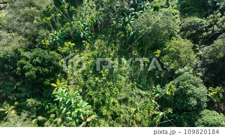 Beautiful palm trees forest landscape 109820184
