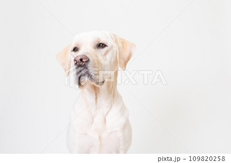 ラブラドール 大型犬 やんちゃ犬 子犬 若犬 白い犬 イエローラブ No9 ラブラドール 大型犬 やんちゃ犬 子犬 若犬 白い犬 イエローラブ No9 109820258