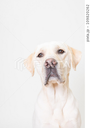 ラブラドール 大型犬 やんちゃ犬 子犬 若犬 白い犬 イエローラブ No5 109820262