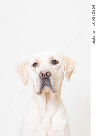 ラブラドール 大型犬 やんちゃ犬 子犬 若犬 白い犬 イエローラブ No3 ラブラドール 大型犬 やんちゃ犬 子犬 若犬 白い犬 イエローラブ No3 109820264