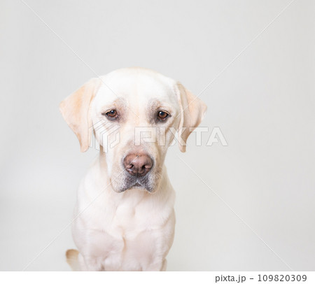 ラブラドール 大型犬 やんちゃ犬 子犬 若犬 白い犬 イエローラブ No18 109820309