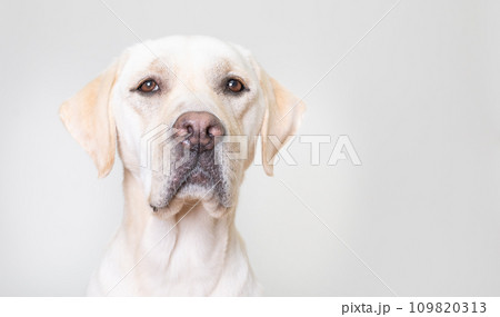 ラブラドール 大型犬 やんちゃ犬 子犬 若犬 白い犬 イエローラブ No14 109820313