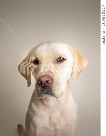 ラブラドール 大型犬 やんちゃ犬 子犬 若犬 白い犬 イエローラブ No11 ラブラドール 大型犬 やんちゃ犬 子犬 若犬 白い犬 イエローラブ No11 109820317