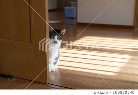 覗きこむ猫 キジトラ猫 覗きこむ猫 キジトラ猫 109820340