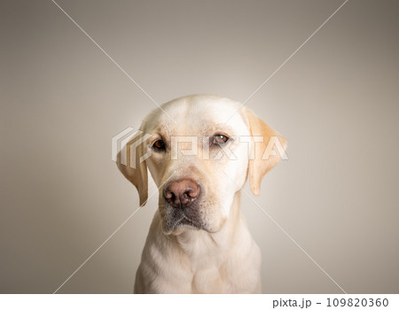 ラブラドール 大型犬 やんちゃ犬 子犬 若犬 白い犬 イエローラブ No30 ラブラドール 大型犬 やんちゃ犬 子犬 若犬 白い犬 イエローラブ No30 109820360