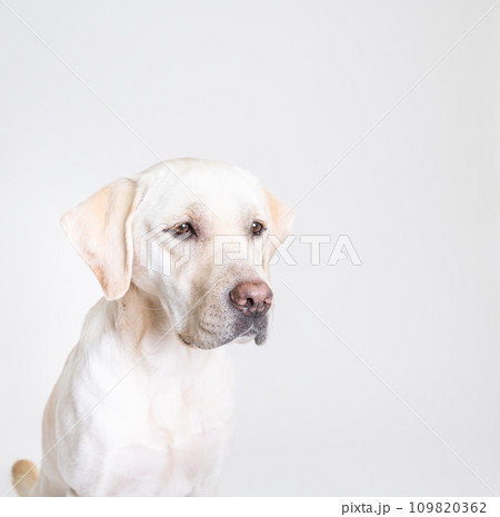 ラブラドール 大型犬 やんちゃ犬 子犬 若犬 白い犬 イエローラブ No28 ラブラドール 大型犬 やんちゃ犬 子犬 若犬 白い犬 イエローラブ No28 109820362