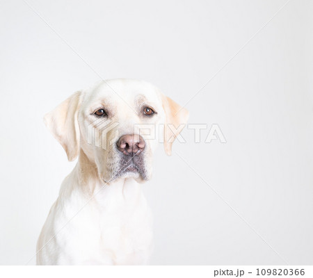 ラブラドール 大型犬 やんちゃ犬 子犬 若犬 白い犬 イエローラブ No24 ラブラドール 大型犬 やんちゃ犬 子犬 若犬 白い犬 イエローラブ No24 109820366