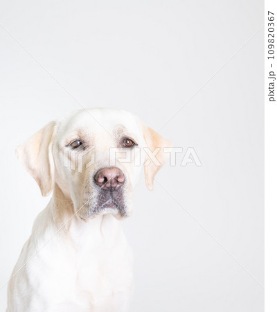 ラブラドール 大型犬 やんちゃ犬 子犬 若犬 白い犬 イエローラブ No23 ラブラドール 大型犬 やんちゃ犬 子犬 若犬 白い犬 イエローラブ No23 109820367