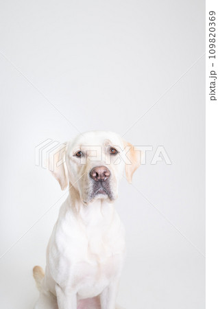ラブラドール 大型犬 やんちゃ犬 子犬 若犬 白い犬 イエローラブ No21 ラブラドール 大型犬 やんちゃ犬 子犬 若犬 白い犬 イエローラブ No21 109820369