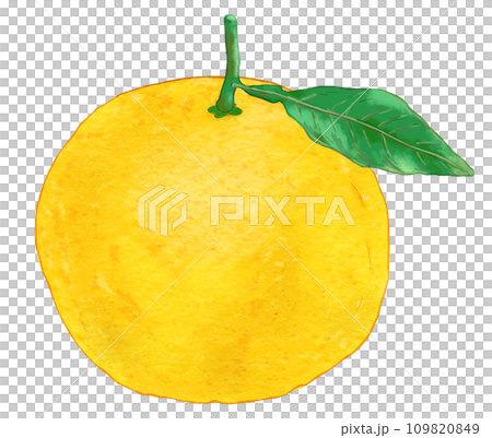 リアルな葉付き八朔・はっさく・文旦・ぶんたん1個のイラスト素材