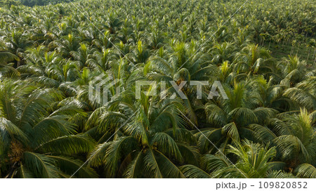 King coconut fruits grow on tree King coconut fruits grow on tree 109820852