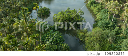 Beautiful landscape in tropical forst 109820853