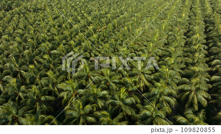 King coconut fruits grow on tree 109820855