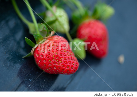 Strawberry fruits in growth in garden Strawberry fruits in growth in garden 109820918