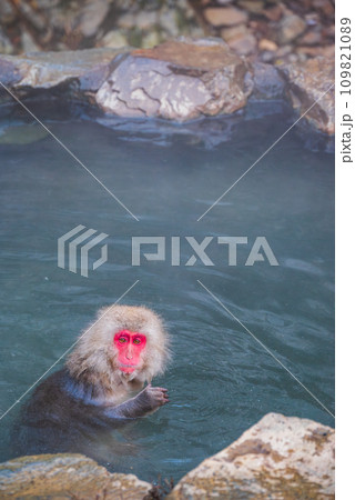 【地獄谷野猿公苑】入浴中のサル【下高井郡山ノ内町】 【地獄谷野猿公苑】入浴中のサル【下高井郡山ノ内町】 109821089