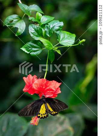 Common Birdwing butterfly on hibiscus flower in a garden. Common Birdwing butterfly on hibiscus flower in a garden. 109821112