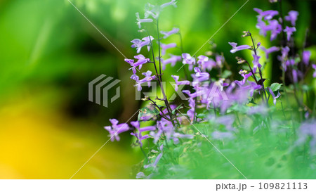 Mona Lavender flowers Mona Lavender flowers 109821113