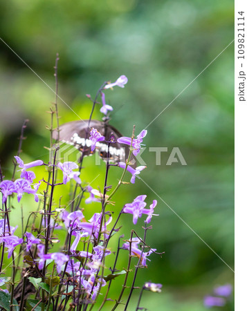 Garden with butterfly and Mona Lavender flower. Garden with butterfly and Mona Lavender flower. 109821114