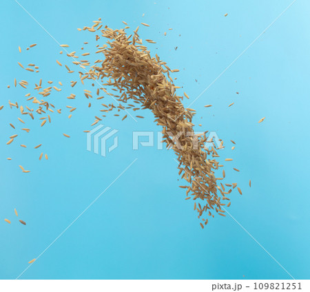 Paddy Rice grain fly in mid air. Yellow Golden Paddy Rice falling scatter, explosion float in shape form line group. Blue sky background isolated freeze motion 109821251