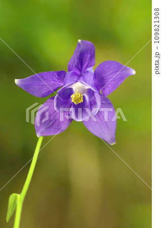 Healing common columbine during spring blooming 109821308
