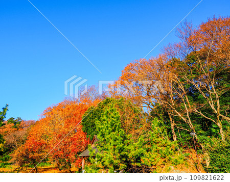 じゅんさい池の初冬の紅葉した木々 じゅんさい池の初冬の紅葉した木々 109821622