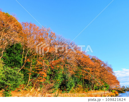 じゅんさい池の初冬の紅葉した木々 じゅんさい池の初冬の紅葉した木々 109821624