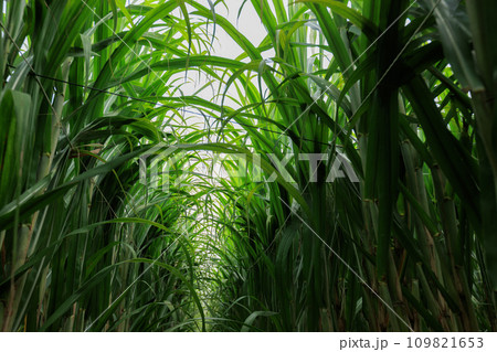 Sugarcane plants grow in field Sugarcane plants grow in field 109821653