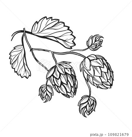 Hand drawn vector sketch of hop plant with leaves and buds, craft beer ingredients, black and white illustration of branch humulus lupulus, inked illustration isolated on white background 109821679