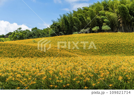 The beautiful daylilies in the Chike mountain(Jinzhen Mountain) of Hualien, Taiwan. View of the daylilies in the Hillside of Hualien, Taiwan. 109821714