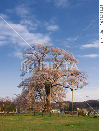一本桜 - 夕暮れに咲く満開の万燈(まんとう)桜(2023年4月) 一本桜 - 夕暮れに咲く満開の万燈(まんとう)桜(2023年4月) 109821885