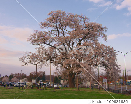 一本桜 - 夕暮れに咲く満開の万燈(まんとう)桜(2023年4月) 一本桜 - 夕暮れに咲く満開の万燈(まんとう)桜(2023年4月) 109821886