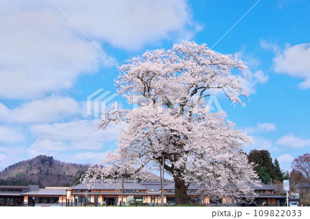 一本桜 - 道の駅・安達に咲く万燈（まんとう）桜 　2023年4月 109822033