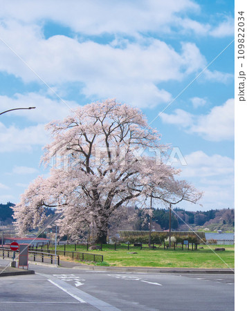 一本桜 - 道の駅・安達に咲く万燈（まんとう）桜 　2023年4月 109822034
