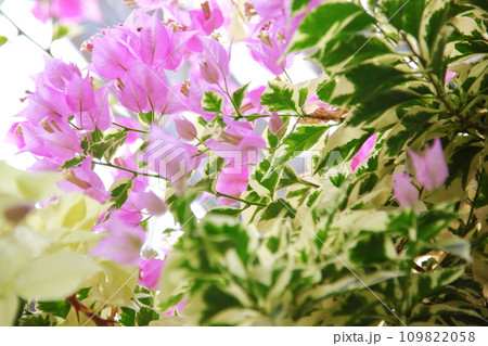 ピンク色が可愛いブーゲンビリア ピンク色が可愛いブーゲンビリア 109822058
